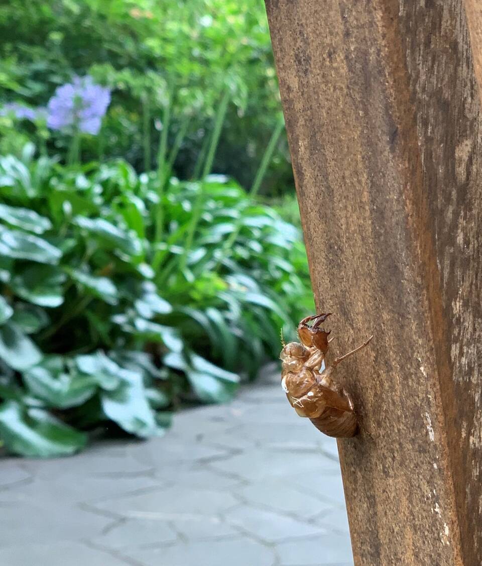 エリスマン邸に迷いこんだ虫たちの写真