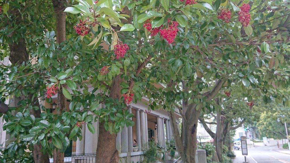 山手234番館 お庭からの写真