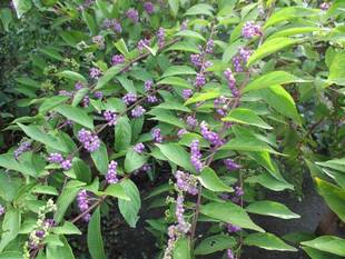 山手234番館のお庭から