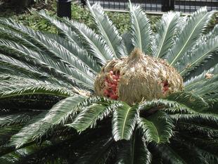 べーリック・ホールの庭園から