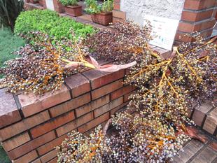 べーリック・ホールの庭園から