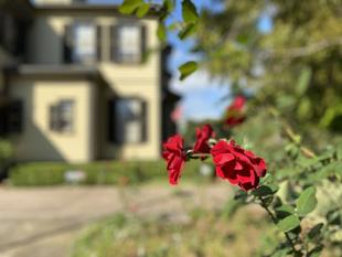 秋バラが咲き始めています。