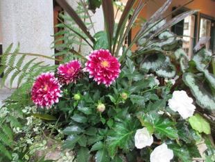 山手234番館　プランターを補植しました