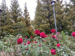 外交官の家　色づき始めたメタセコイア