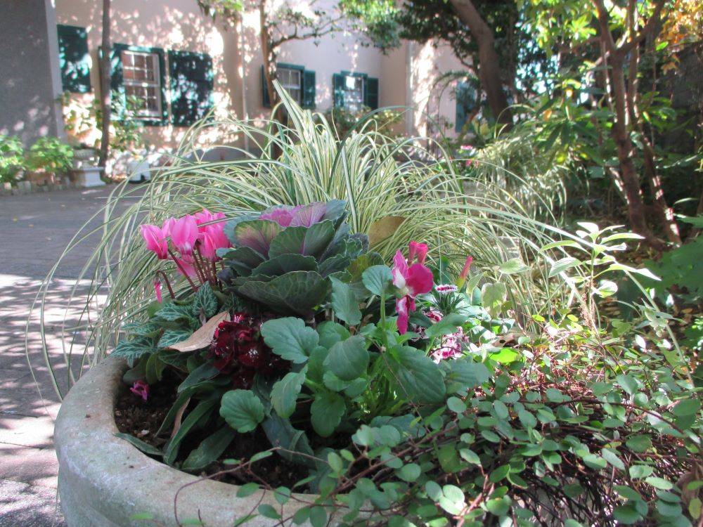 山手234番館冬のプランター植栽の写真