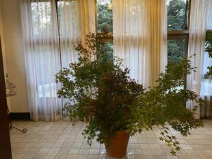 横浜市イギリス館 剪定枝の利活用!