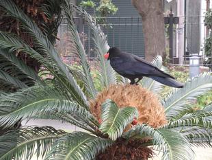 べーリック・ホール カラスのいたずら!?