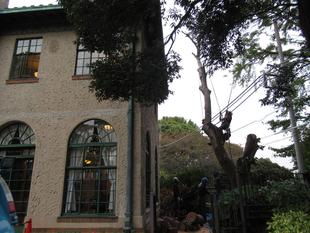 ベーリック・ホール ナラ枯れによる樹木伐採