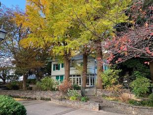 エリスマン邸 イチョウ