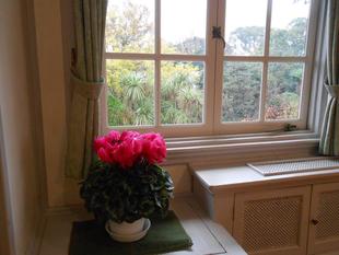 シクラメンを展示しています。