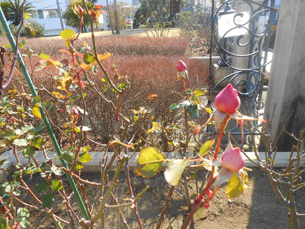 山手111番館 冬の木々の写真