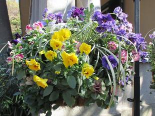 山手234番館　ハンギング＆クリスマスローズ