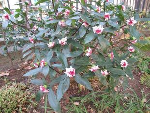 ベーリック・ホール　春の便り