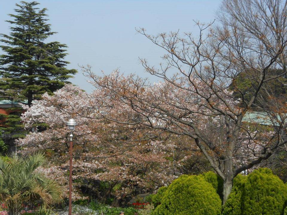 山手111番館 ダイニングから見える桜【3月31日】の写真