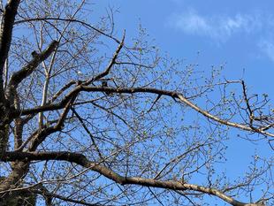 ベーリック・ホール 桜開花情報【3月16日】