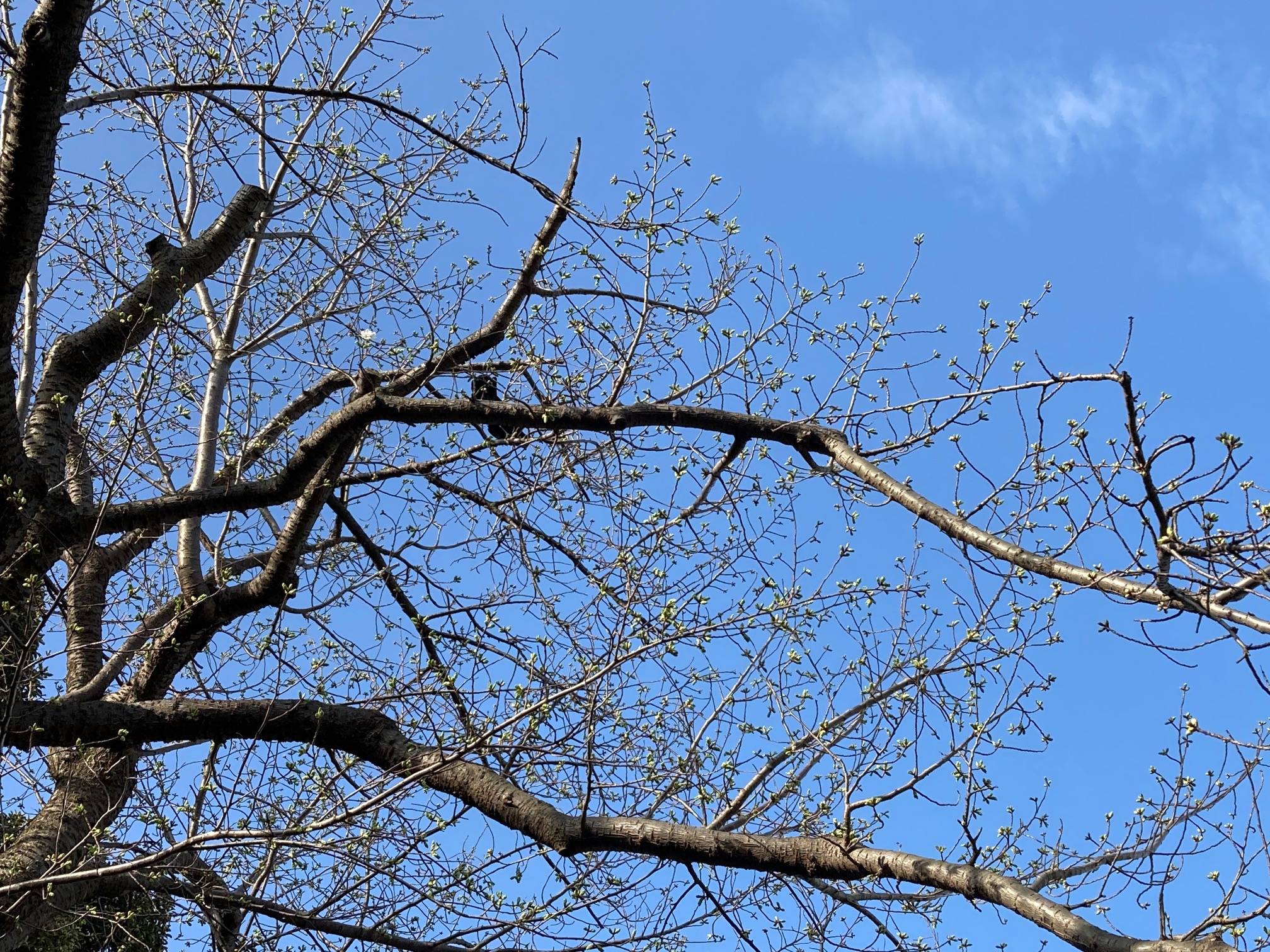 ベーリック・ホール 桜開花情報【3月16日】の写真