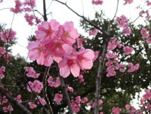 山手234番館 春のピンク色のお花