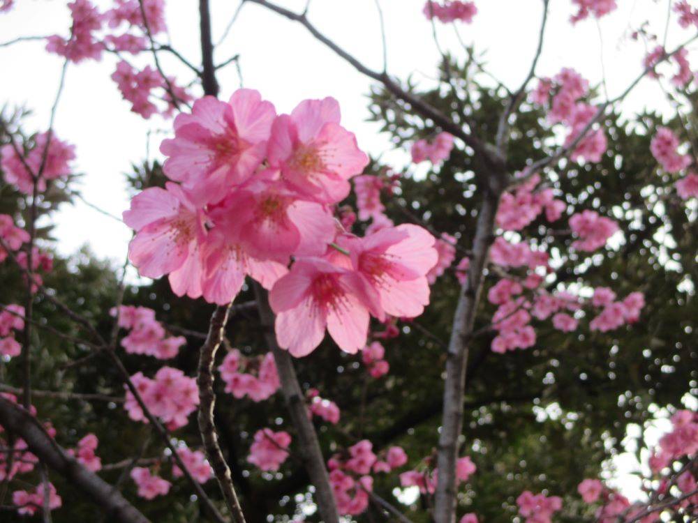 山手234番館 春のピンク色のお花の写真