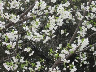 ベーリック・ホール 桜開花情報【3月22日】