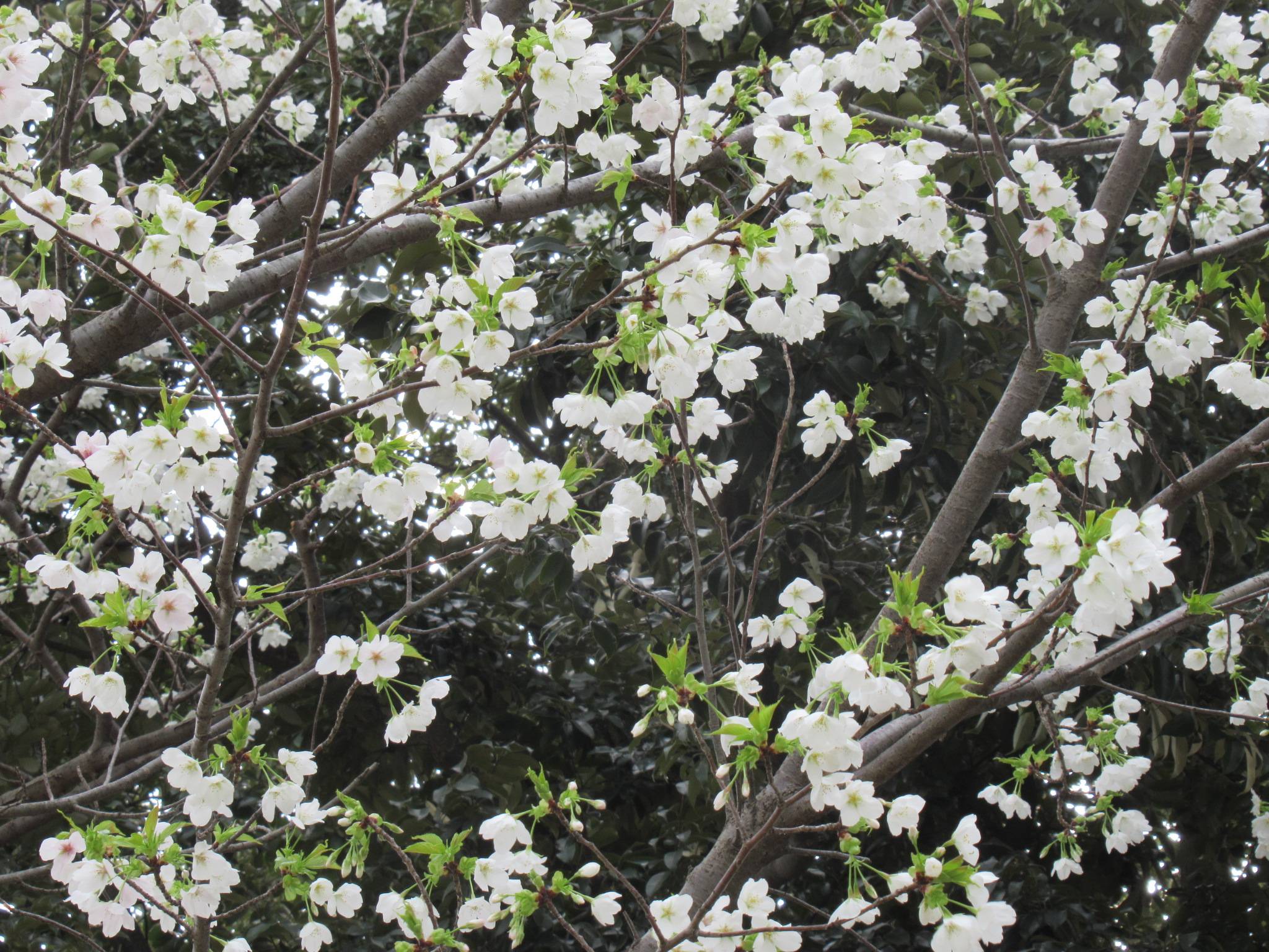 ベーリック・ホール 桜開花情報【3月22日】の写真