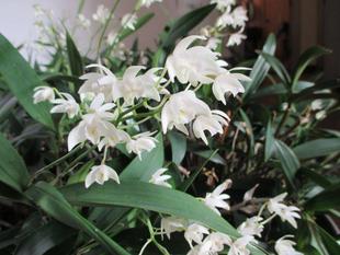 山手234番館 珍しい蘭の花ヒイラギ南天