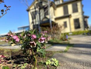 外交官の家　お庭が春めいて来ています。