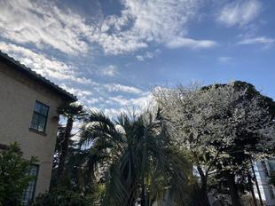 ベーリック・ホール 桜開花情報【3月25日】