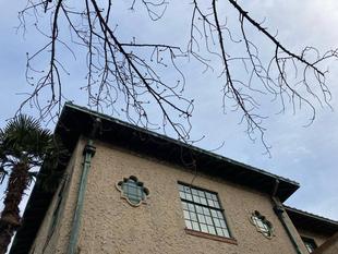 ベーリック・ホール 桜開花情報【3月12日】