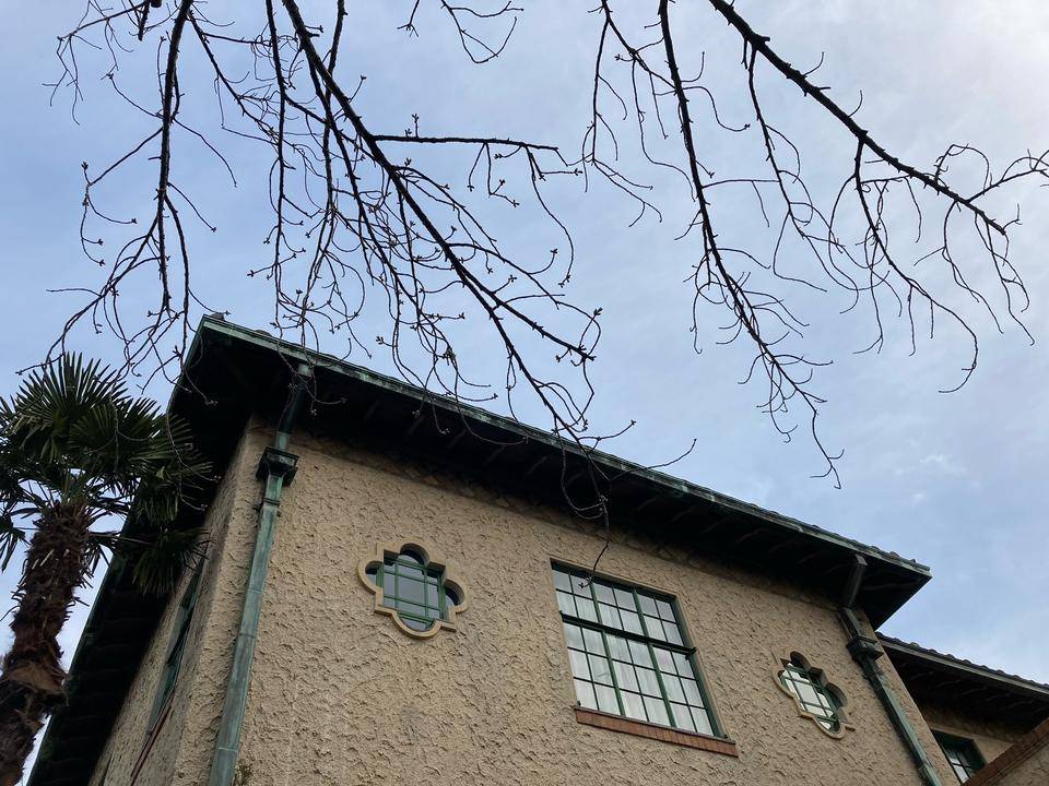 ベーリック・ホール 桜開花情報【3月12日】の写真