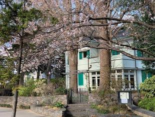 エリスマン邸 桜開花情報【3月23日】