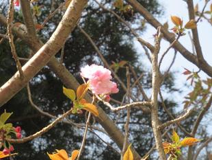 ベーリック・ホール 桜開花情報(八重桜)【3月31日】