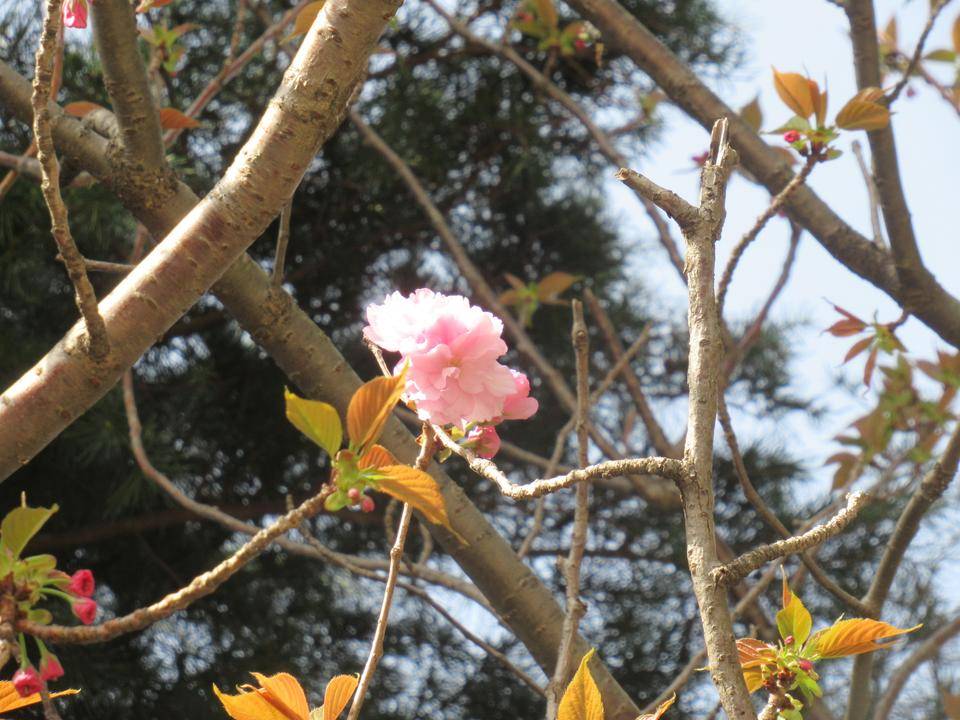 ベーリック・ホール 桜開花情報(八重桜)【3月31日】の写真