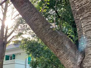 エリスマン邸 桜開花情報【3月29日】