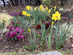 外交官の家　早春のお花たち