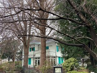 元町公園の3館 桜開花情報【3月6日】