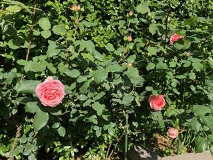  ベーリック・ホール　庭園のお花