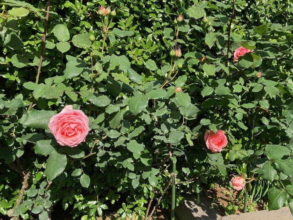 ベーリック・ホール 庭園のお花の写真