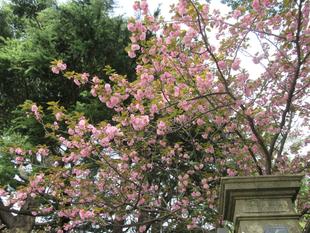 ベーリック・ホール　桜開花情報（八重桜）【4月6日】