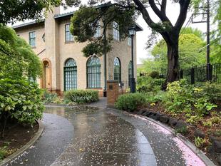 ベーリック・ホール　桜開花情報（八重桜）【４月14日】