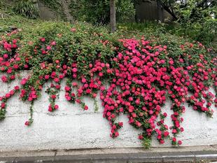 ブラフ18番館　大丸谷坂のバラが咲き始めました。