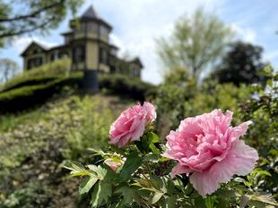 外交官の家　お花であふれています。