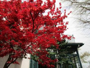 ブラフ18番館　庭の春