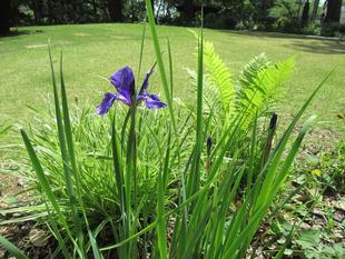 ベーリック・ホール　庭園のお花