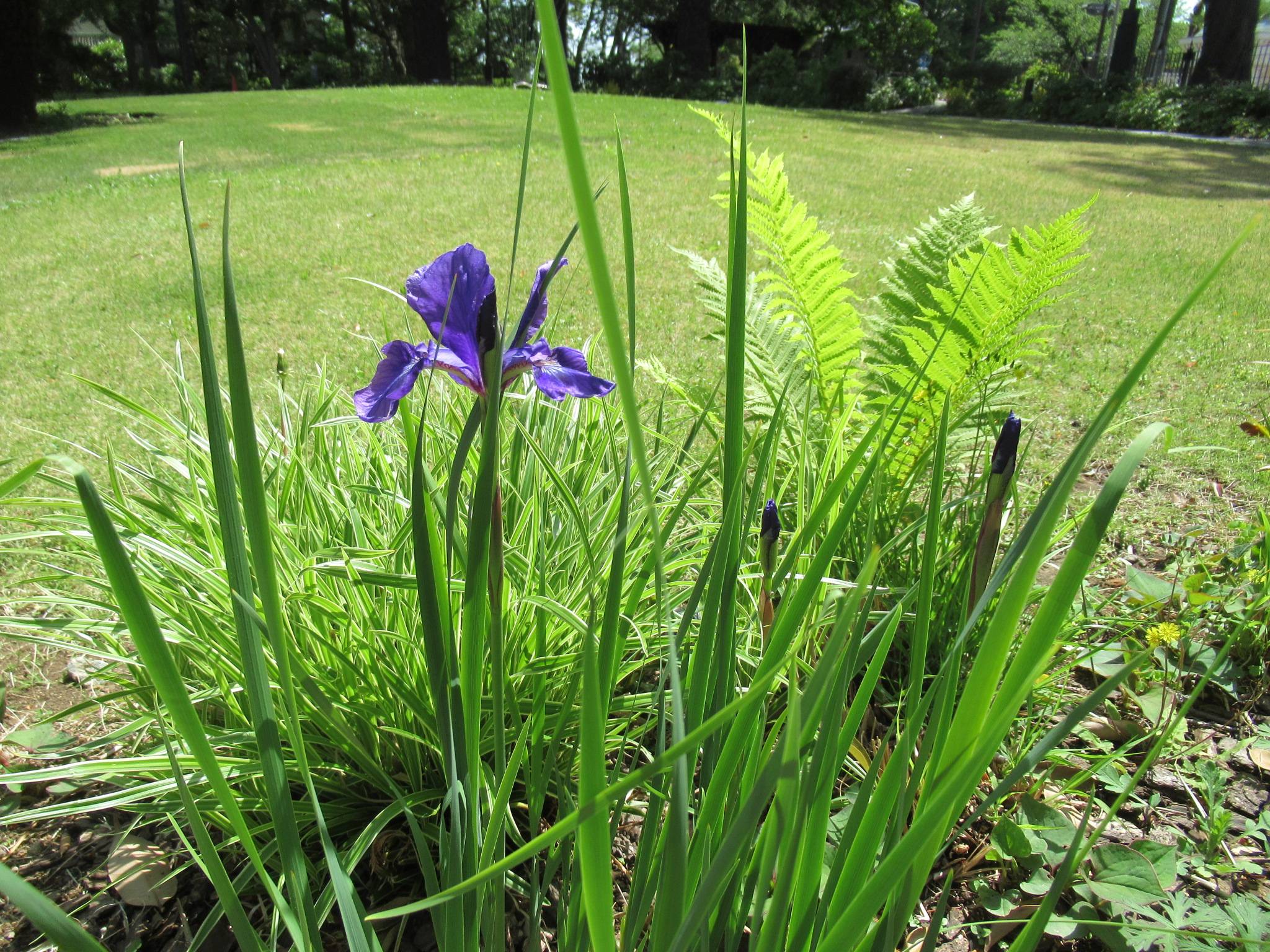 ベーリック・ホール 庭園のお花の写真