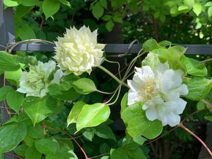 エリスマン邸の前庭から