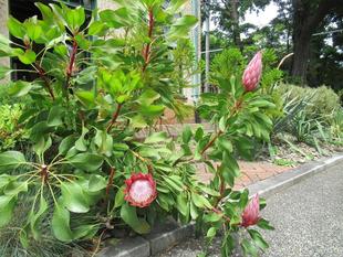 ベーリック・ホール キングプロテアが咲きました。