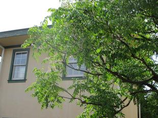 234番館 栴檀(せんだん)の花