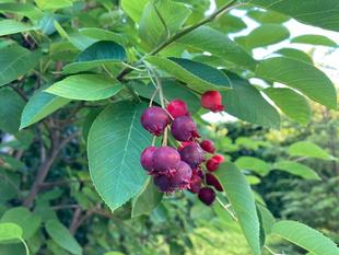 ベーリック・ホール 庭園の様子