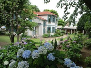 ブラフ18番館 6月のイチョウ