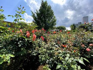 外交官の家：バラのお手入れ